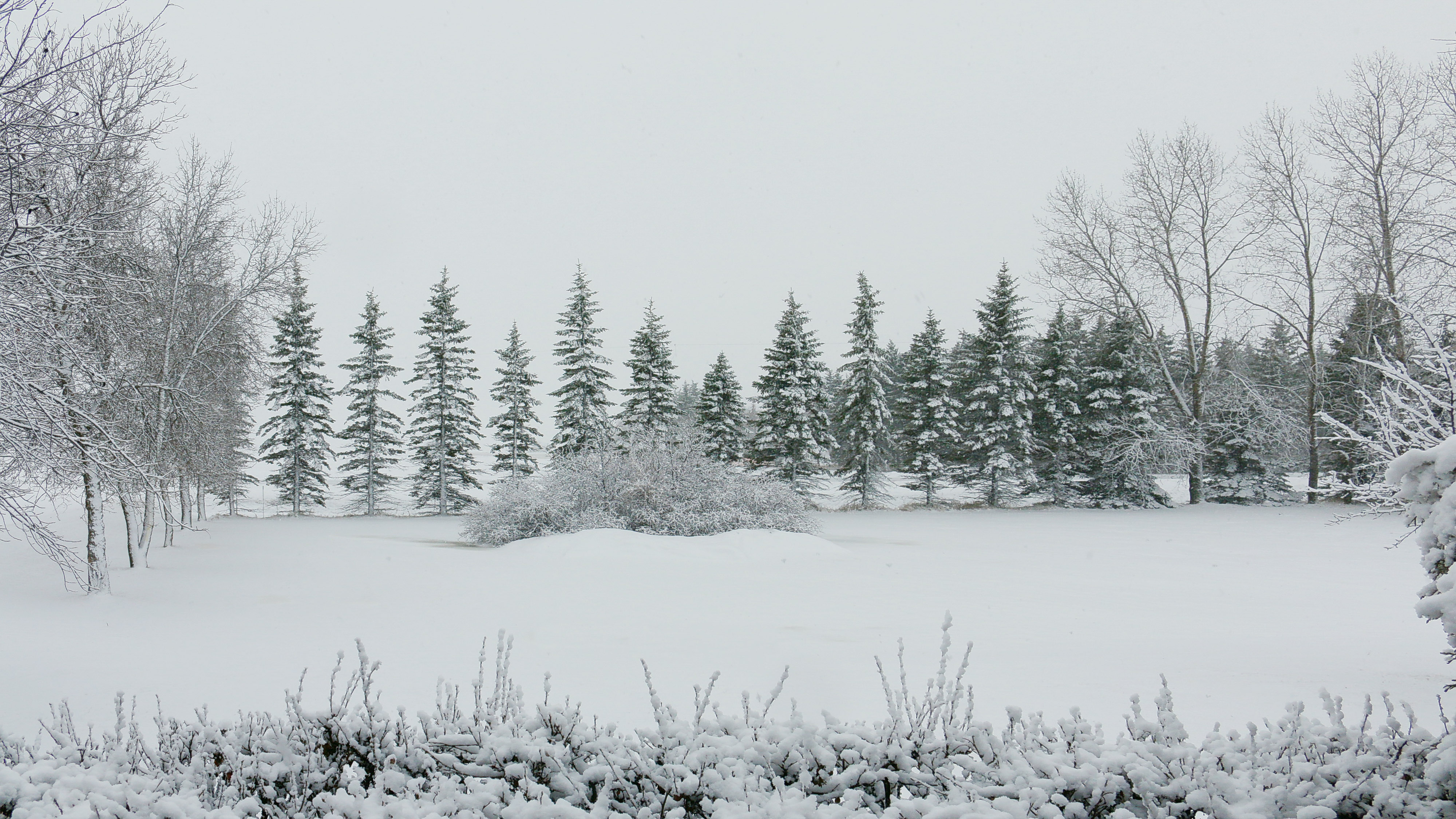 snow covered landscape