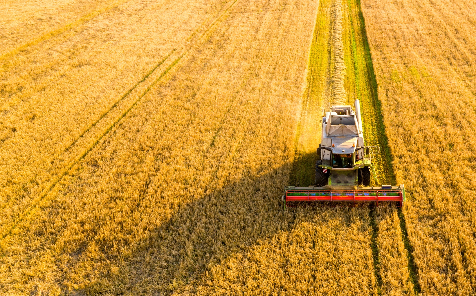 Combine harvester in field