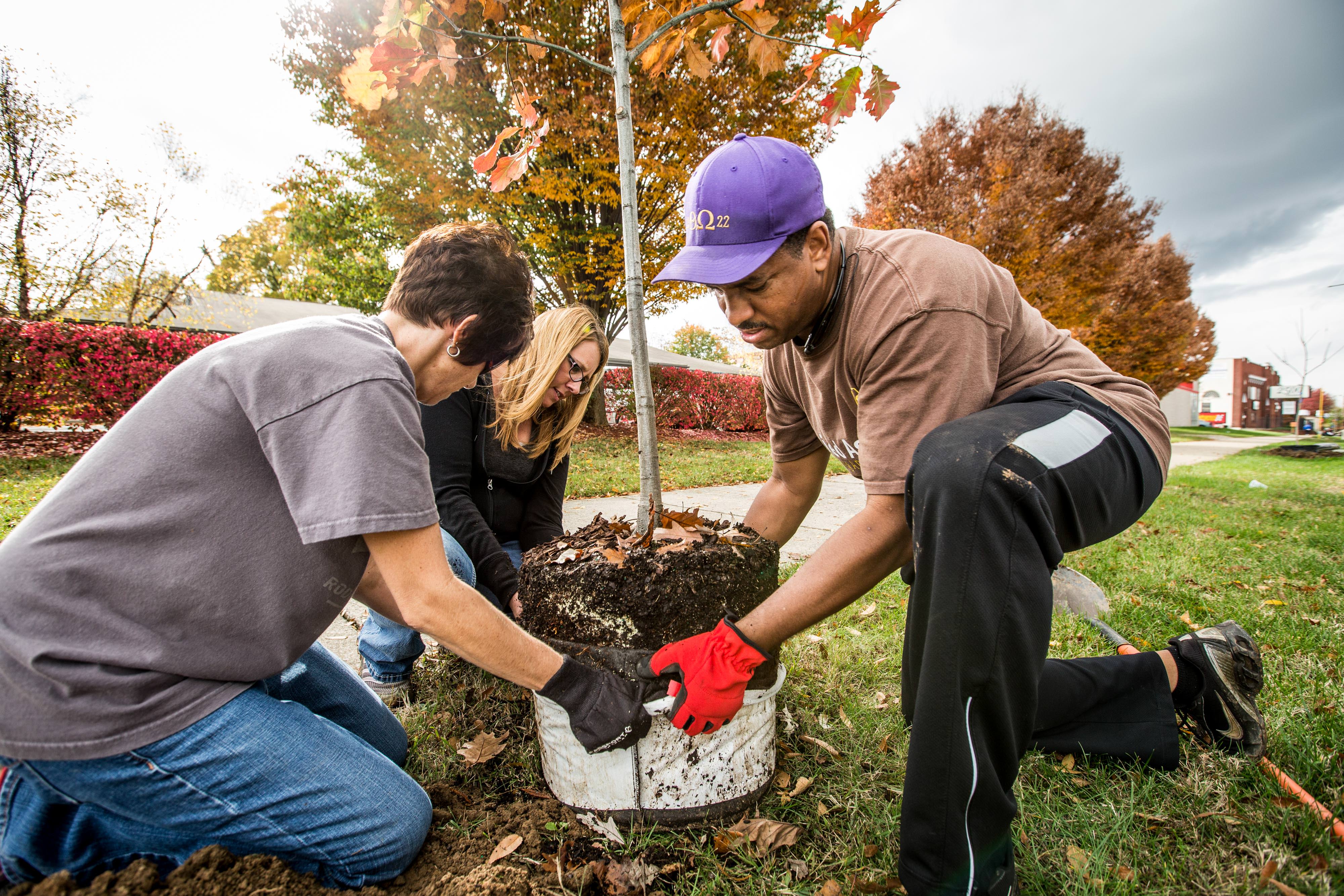 three people working together to plant a tree