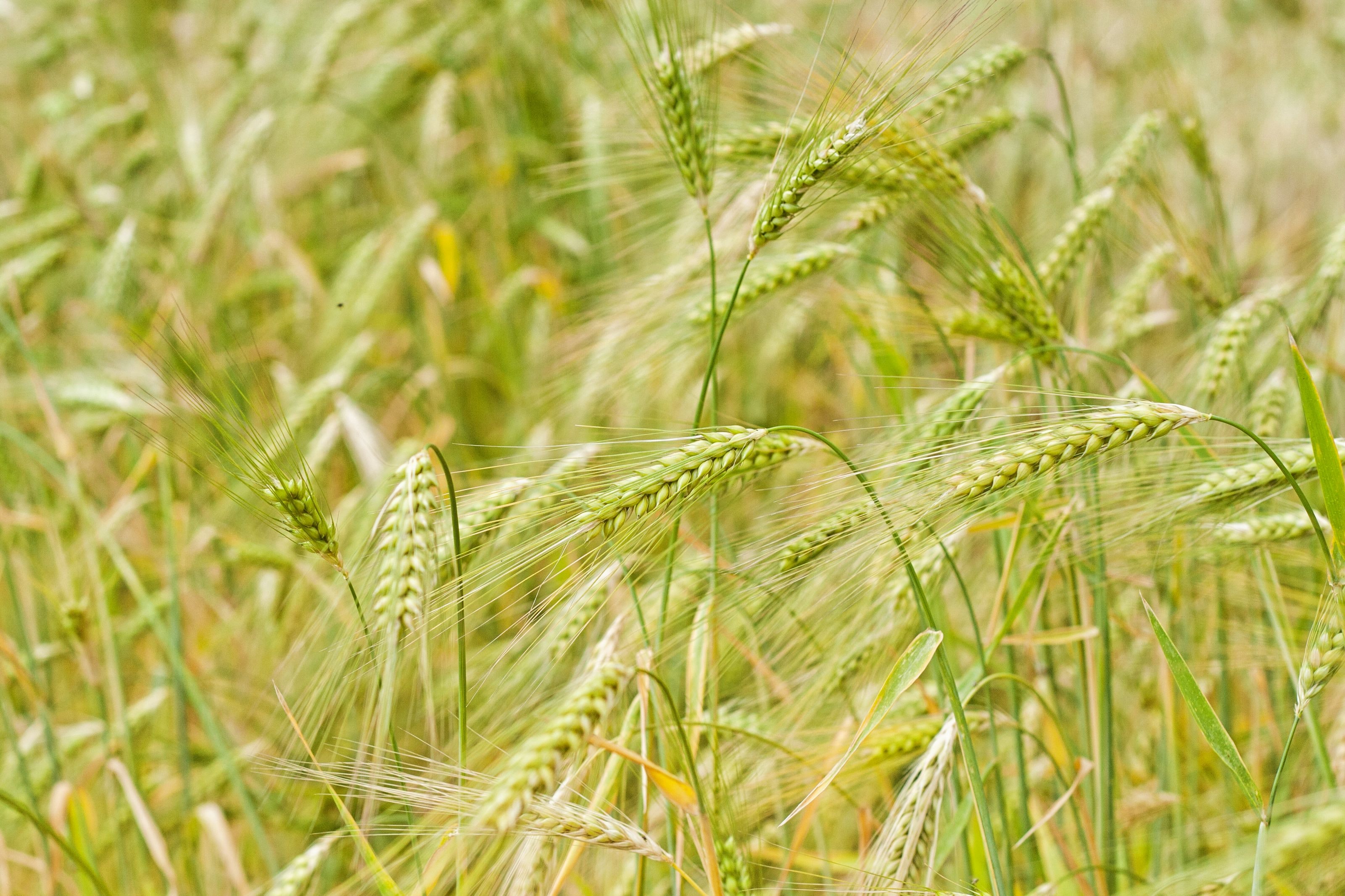 Field of rye.