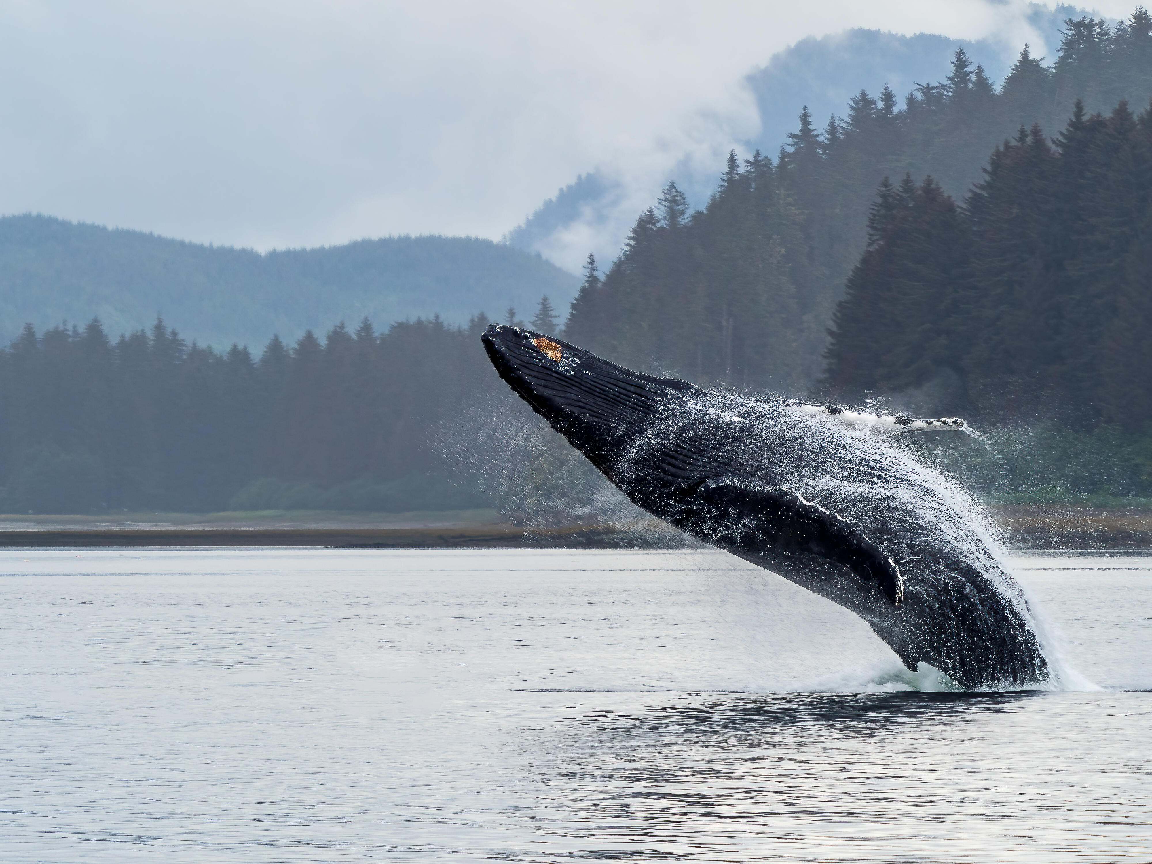 Whale breaching the water.