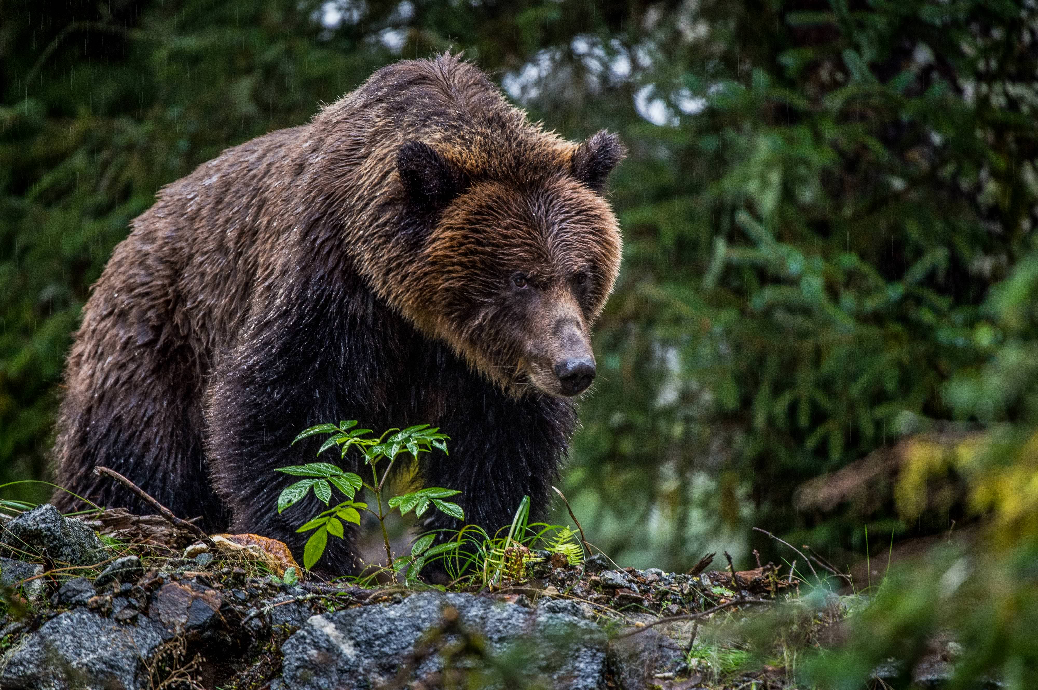 side view of a brown bear in green grass