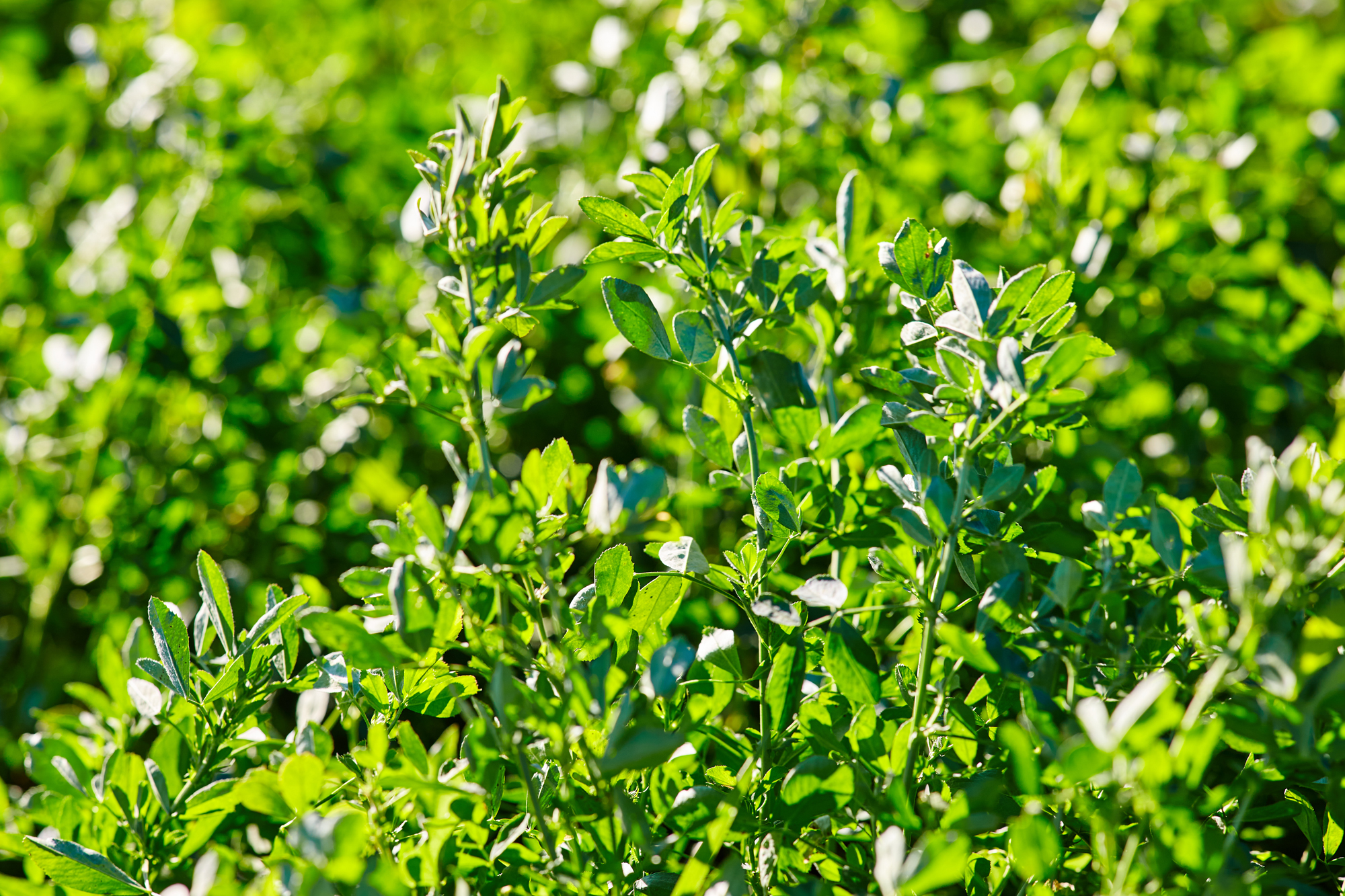 Alfalfa growing in a field.