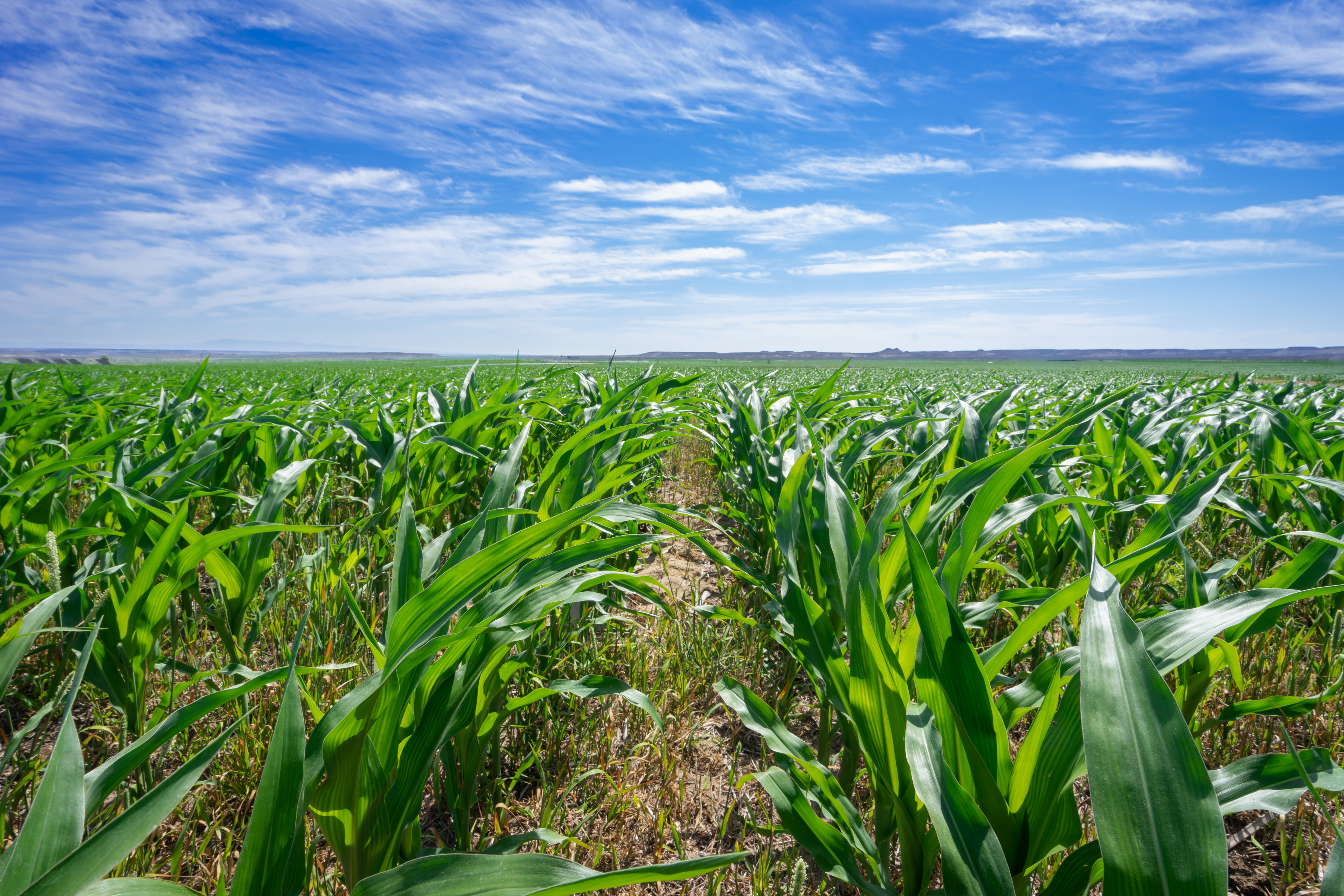 TNC is helping the Unruhs increase soil health, eliminate erosion, utilize fewer inputs of synthetic pesticides and fertilizer and increase carbon storage.